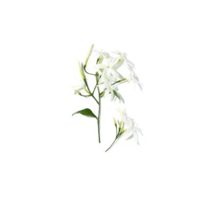 Lancôme Ô DE LANCÔME Eau de Toilette (Nữ)