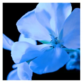 Y Eau de Parfum (Nam) 7 Nước hoa Yves Saint Laurent Y Eau de Parfum (Nam)