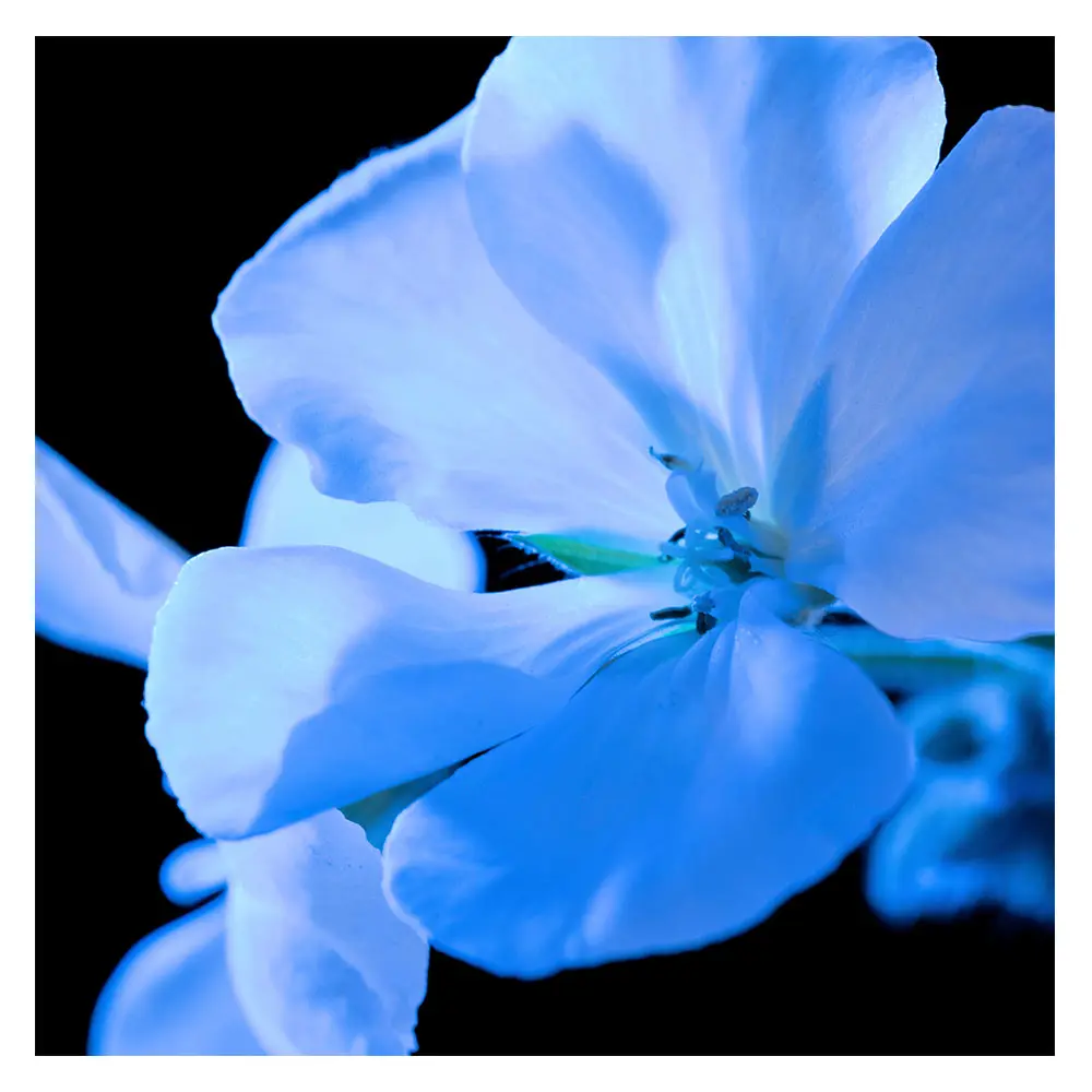 Y Eau de Parfum (Nam) 4 Nước hoa Yves Saint Laurent Y Eau de Parfum (Nam)